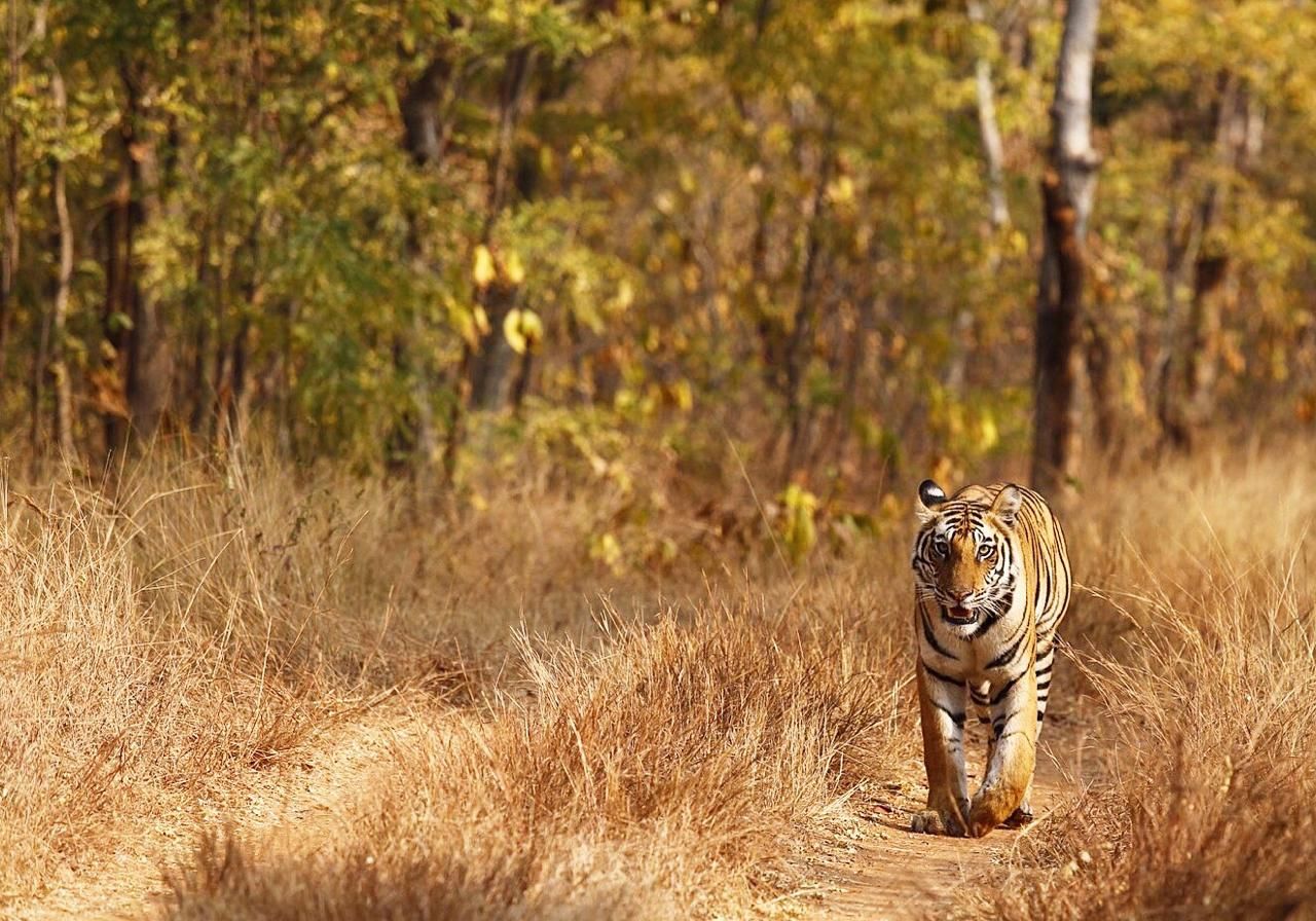 Tiger Tops Karnali Lodge – Bardiya